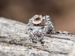 Pseudomogrus vittatus