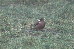 Fringilla coelebs