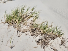 Thinopyrum distichum