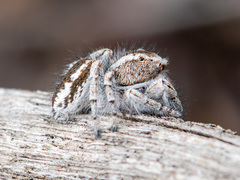 Pseudomogrus vittatus