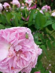 Hoplia