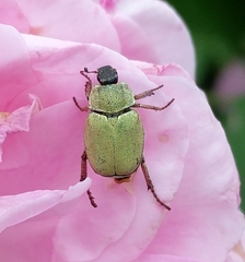 Hoplia