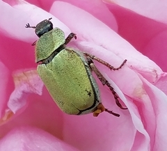 Hoplia