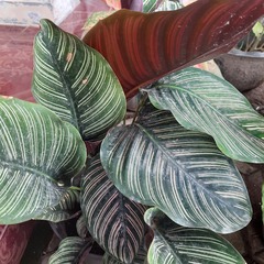 Goeppertia sanderiana