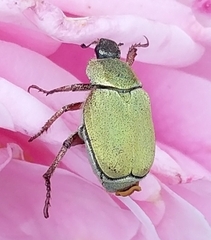 Hoplia