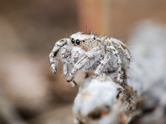 Pseudomogrus vittatus