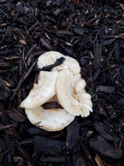 Melanoleuca griseobrunnea