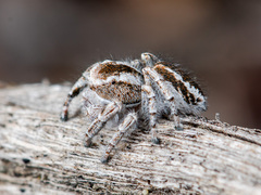 Pseudomogrus vittatus