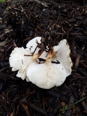 Melanoleuca griseobrunnea