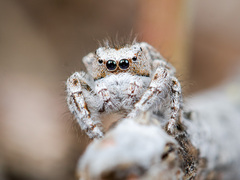 Pseudomogrus vittatus