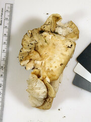 Melanoleuca griseobrunnea