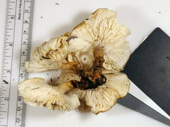 Melanoleuca griseobrunnea