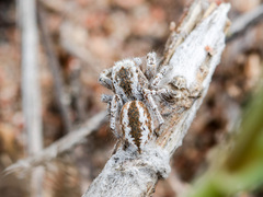 Pseudomogrus vittatus