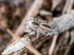 Pseudomogrus vittatus