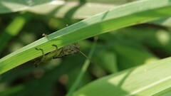 Oxyini
