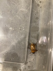 Cyclocephala signaticollis