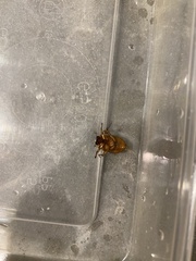 Cyclocephala signaticollis