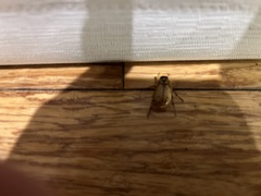 Cyclocephala signaticollis