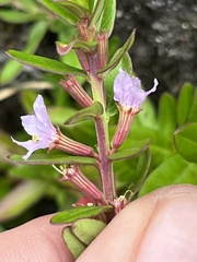 Lythrum maritimum