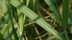 Conocephalus maculatus