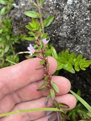 Lythrum maritimum