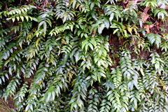 Arthropteris tenella