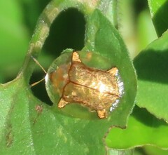 Aspidimorpha quadriremis