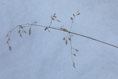 Poa