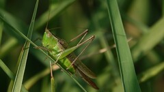 Conocephalus maculatus
