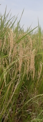 Oryza