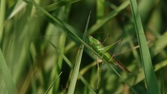 Conocephalus maculatus