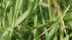 Conocephalus maculatus