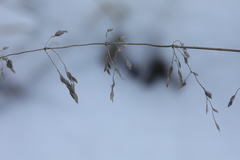 Poa