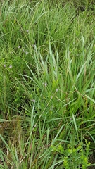 Liatris acidota