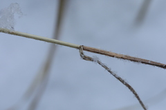 Poa