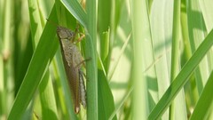 Oxya hyla