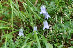 Campanula barbata