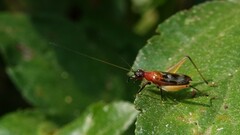 Homoeoxipha lycoides