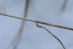 Poa