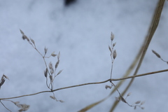 Poa
