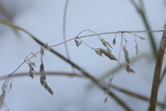 Poa