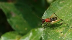 Homoeoxipha lycoides