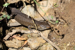 Egernia kingii