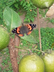 Vanessa vulcania
