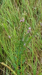 Liatris acidota