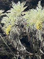 Artemisia mauiensis