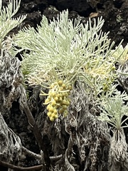 Artemisia mauiensis