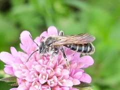 Andrena hattorfiana