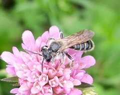 Andrena hattorfiana