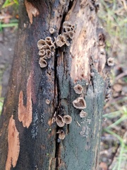 Resupinatus alboniger